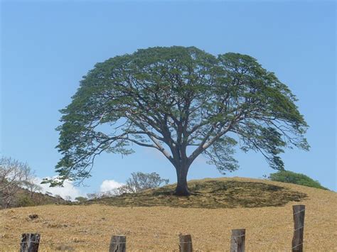 Arbol de Guanacaste - a photo on Flickriver