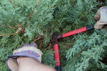 How to Trim Juniper Shrubs | Hunker