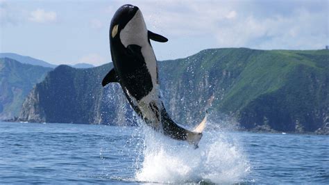 Orca Wallpapers - Top Free Orca Backgrounds - WallpaperAccess