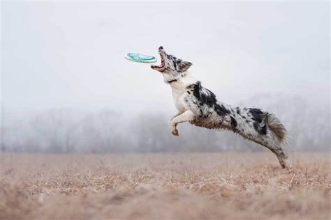 11 Dog Breeds that Can Jump High - PatchPuppy.com