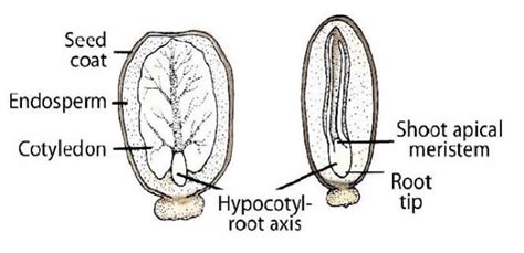 Seed Anatomy Diagram | Quizlet