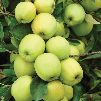 Online Orchards 3 ft. Golden Delicious Apple Tree with Honeyed Sweet ...