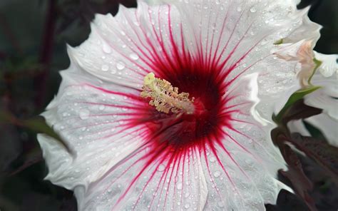 White hibiscus, Hibiscus, Hibiscus flowers