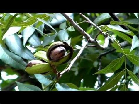 1000+ images about Nut Trees on Pinterest | Trees, American chestnut and Almonds