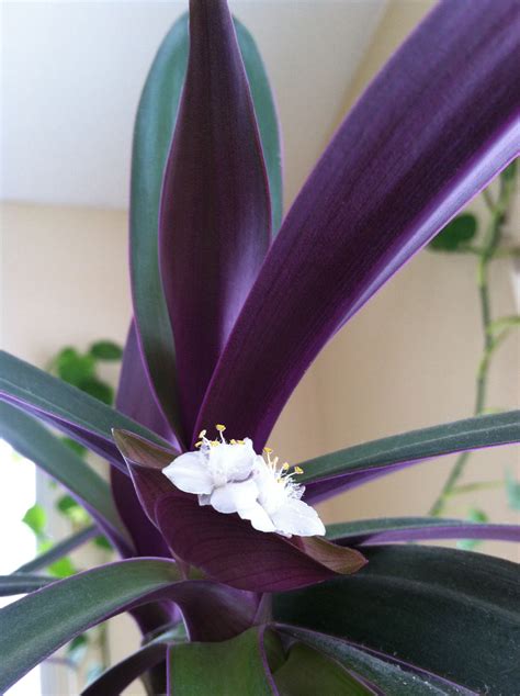 Rhoeo blossom. Indoor Garden, Houseplants, Yard, Info, Flowers, Quick ...