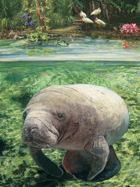 Manatee Puzzle | Jigsaw Puzzles