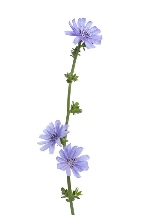 Blue flowers of chicory a gift of nature