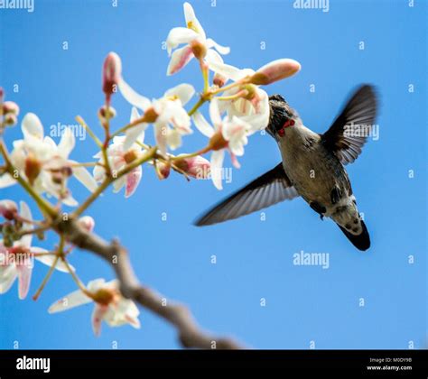 Cuban bee hummingbird hi-res stock photography and images - Alamy