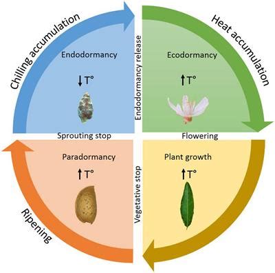 Frontiers | Advancing Endodormancy Release in Temperate Fruit Trees Using Agrochemical Treatments