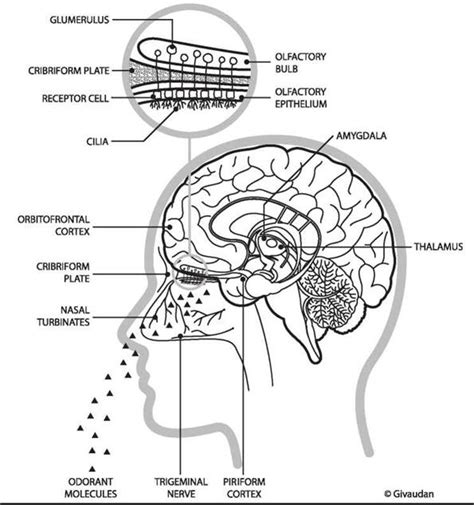 Figure 1. Organs involved in human olfaction (with permission from Givaudan).