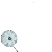 White Poppy for peace - Support Campaign | Twibbon