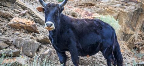 Dzo ,Yak + Domestic Cattle , Hybrid Animal In The World