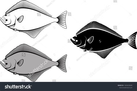 Halibut Vector Illustration Stock Vector (Royalty Free) 1202629690 ...