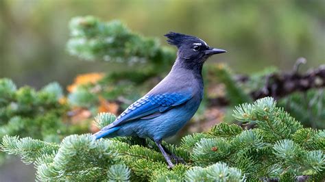 Species of Birds that are Mimics and the Sounds They Mimic