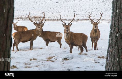 Red Deer in Scotland Stock Photo - Alamy