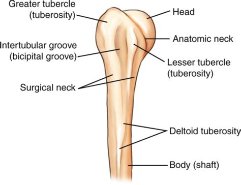 Why Do They Call It: The Surgical Neck of the Humerus? | The Trauma Pro