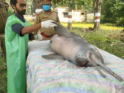 India Lost 10 More Gangetic River Dolphins In One Year in 2022-23 – SANDRP