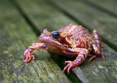 The Pink Frog | Flickr - Photo Sharing!