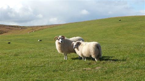 Livestock Wool Iceland Picture - Free Iceland Photos