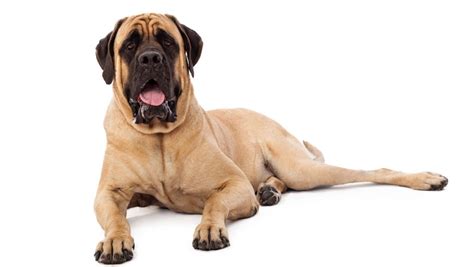 Mastiff Canine Breed Profile – Prime Canine Ideas - googlechrom.casa