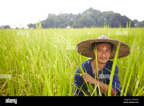 Getting ready to harvest the crop. Portrait of a farmer in a rice paddy - Thailand Stock Photo ...