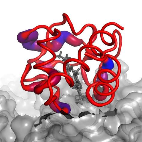 The structure of oxidized horse heart cytochrome c encapsulated in ...