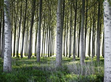 Poplar Tree Identification | Sciencing