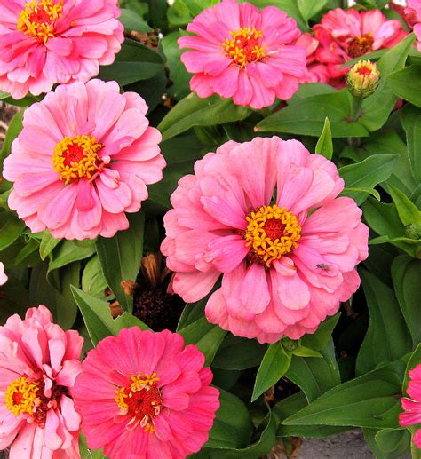 Zinnia Profusion - Flowers Photo (724910) - Fanpop