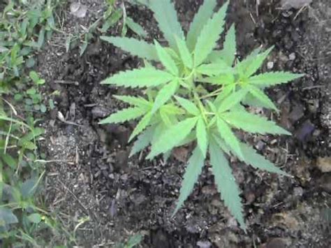 Outdoor Ganja Plant - YouTube