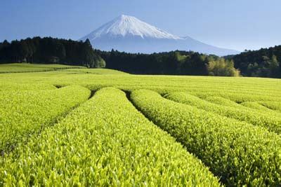 Growing and Producing Tea - Growing Tea | HowStuffWorks