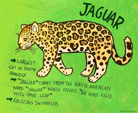 Discover 160+ images jaguar facts for kids - In.thptnganamst.edu.vn