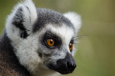 Madagascar