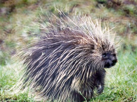 North American Porcupine - Willapa - U.S. Fish and Wildlife Service