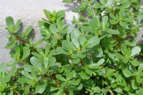 Identifying Purslane (& Ways to Use It) — Practical Self Reliance