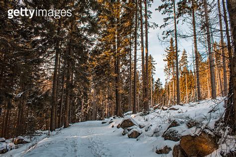 winter landscape in Harz Mountains National Park, Germany 이미지 ...