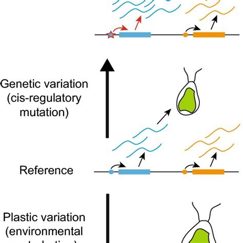 Using plasticity of gene expression and phenotypic traits to decipher ...