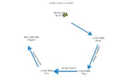 Red Panda Food Web Diagram