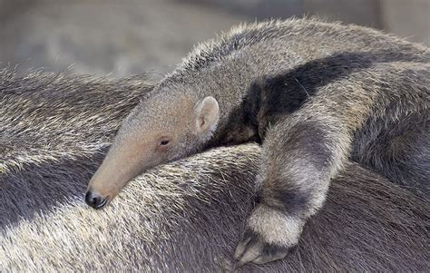 Giant Anteater Pet