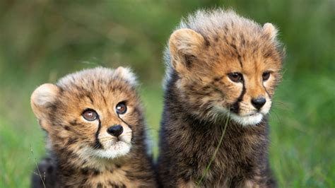 Sydney’s Wild Cat Conservation Centre reveals names of cheetah cubs | KidsNews