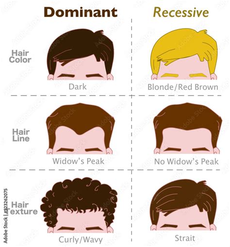 Dominant recessive genes. Hair traits, alleles. Genetic, dominance ...