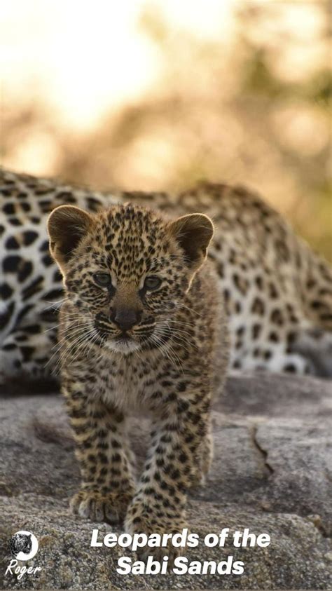 Leopards of the Sabi Sands | Animals beautiful, Animals wild, Leopards