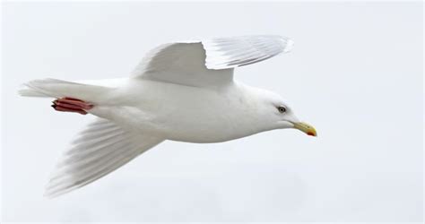 Iceland Gull Identification, All About Birds, Cornell Lab of Ornithology