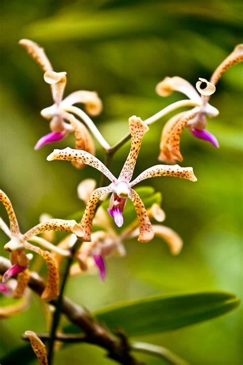 What Karen Sees: Orchids in Fiji