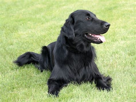 Black Golden Retrievers: What You Absolutely Must Know - K9 Web