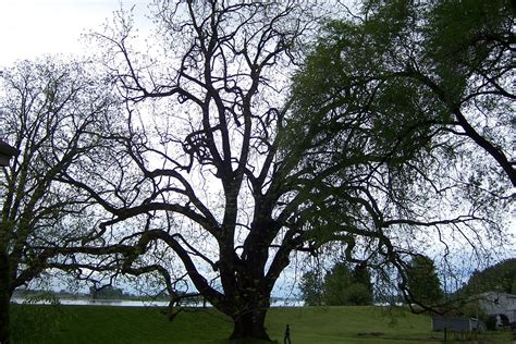 Temperate Climate Permaculture: Permaculture Plants: Walnut Trees