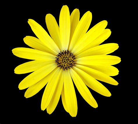 Yellow Flower Black Background - Free photo on Pixabay - Pixabay