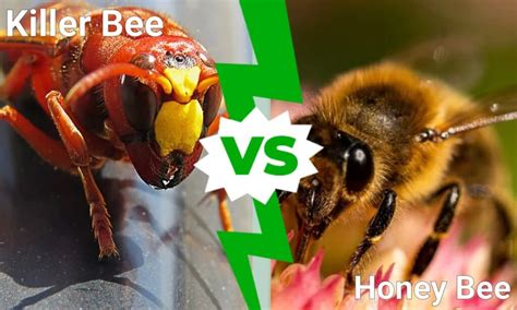 Killer Bee vs Honey Bee: What are the Differences? - IMP WORLD