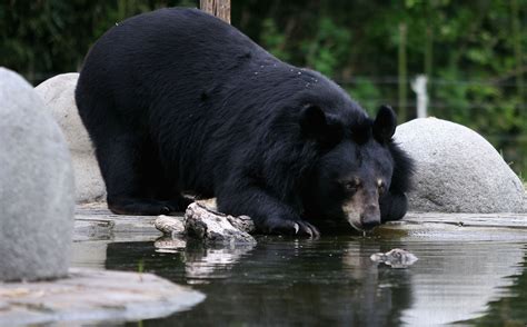 Moon Bear Rescue Centre In Chengdu