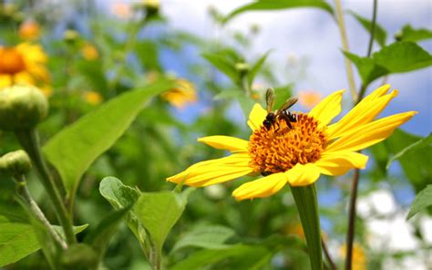 5 Steps to a Bee-Friendly Garden | Sierra Club