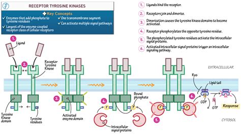 Receptor Tyrosine Kinase Pathway